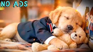 15 STUNDEN Entspannungsmusik für Hunde 🐶💖 Ruhige Anti-Angst-Pflege 🎵 Tiefer Schlaf &amp; Zen-Heilung