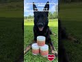 The best all natural, holistic, American made supplements for your best friend. #doghealth #holistic