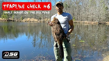 [TRAPLINE CHECK #6] BIG POND SMALL BEAVER!!! (2022) TRAPPING - VLOG - [MB-750] #TRAP