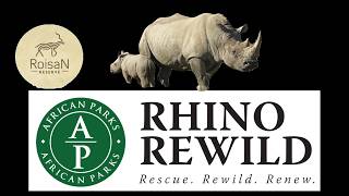 Rhino Rewilding on RoiSan Reserve