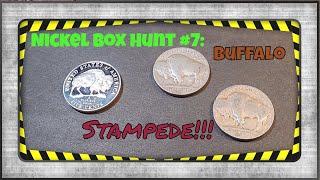Nickel Box Hunt #7: Buffalo Stampede!!!