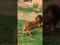 OMG!! Male Lions Trying to Release Other Female Lions Attacked by the Same Type #Shorts #Lion