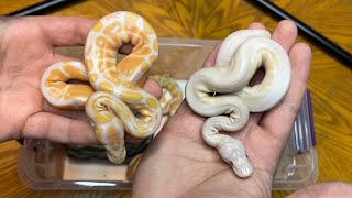 Celebrity WE HATCHED 11 BALL PYTHONS IN 1 WEEK! HATCHLING UPDATE! Profile