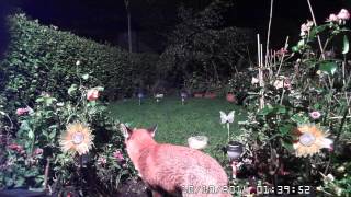 Cam1 20141010 1 fox 01 41am