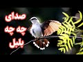 بلبل هزار دستان چه زیبا میخواند Nightingale Sound 
