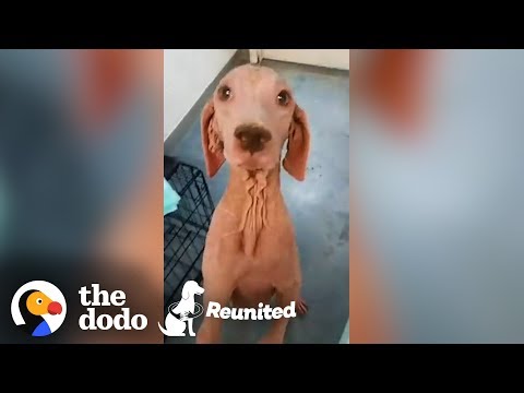 Furless Dog Has Complete Transformation After Being Found | The Dodo Reunited Season 2