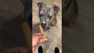 Thanos trying ”churros” for the FIRST time! #pets #dog #puppy #love #doglover #viral #explore #pet