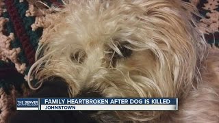 Family heartbroken after dog is killed