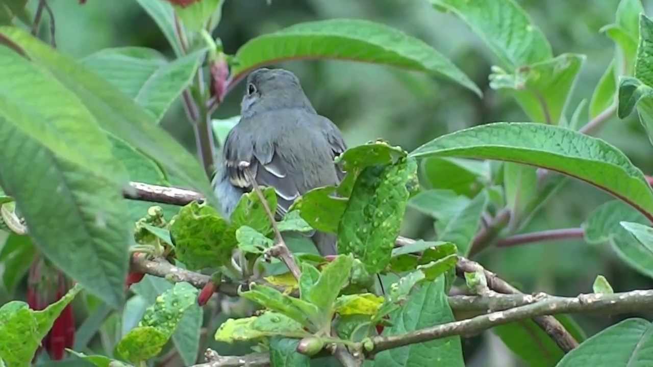 Acadian Flycatcher, Empidonax virescens, NATIONAL PARK SUMAPAZ 