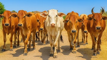 Aktivitas Sapi Lembu kampung Berkeliling Menuju ladang, Suara Sapi Moo, Sapi Lucu Beramai ramai