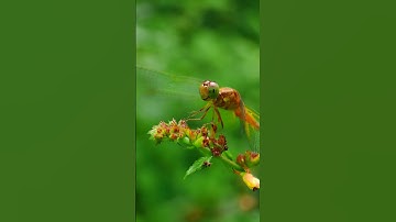 Dragonfly Macro Photography with Apexel 100mm Macro Lens 🔥😍 #nature #macroshot #macrophotography