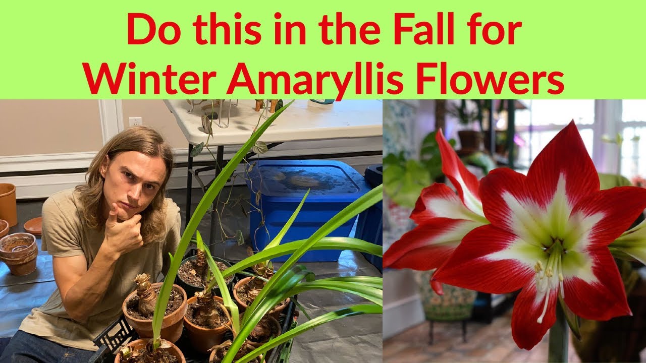 AMARYLLIS PREPARATION - Do this is in September for Winter Flowers
