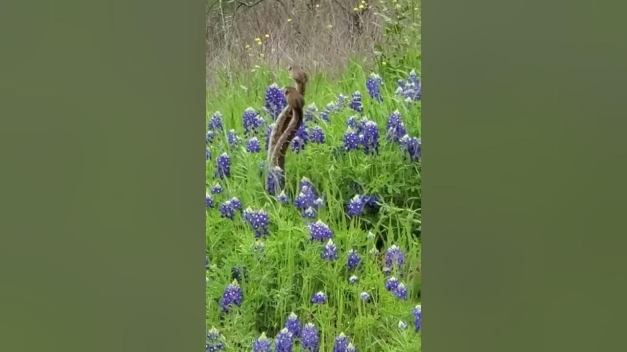 Snakes Let’s go take some pictures in the YouTube