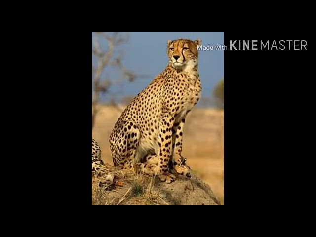Jr Kg Online Lecture