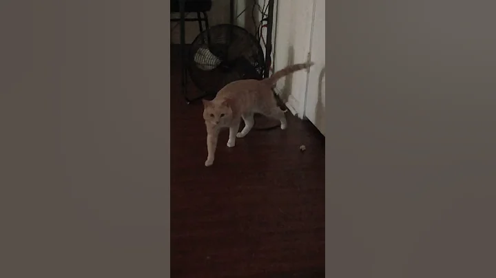 My crazy cat