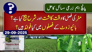 Planting Seeding Of Pea Crop Application Of Biofertilizer Top 5 Farmer Queries