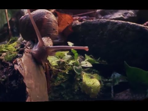 The Dark Side of Nature with Martin Dohrn | Meet My Planet | BBC Earth