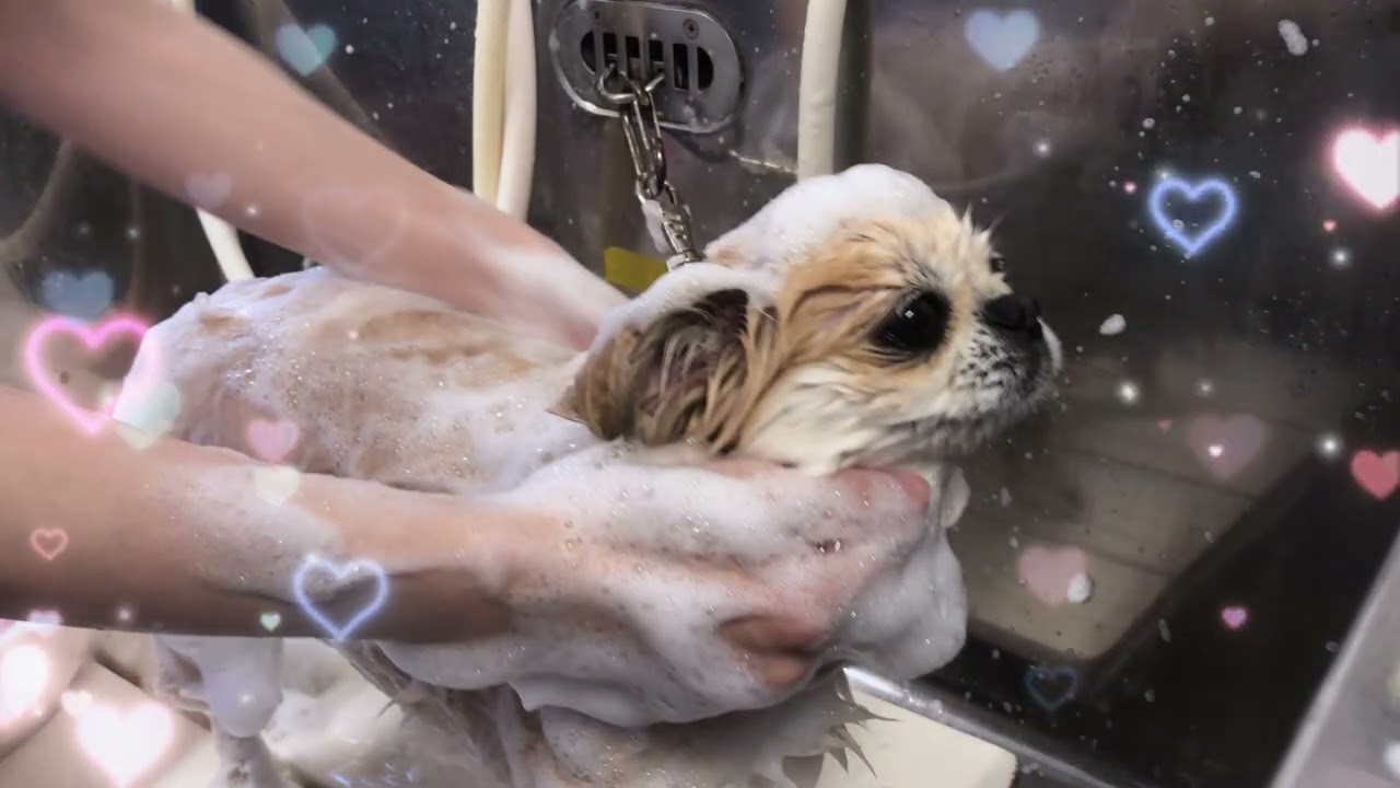 20260228　ダックペットサービス　朝のわんこ達