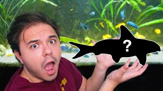 Adding MINI SHARKS to my FISH TANK!