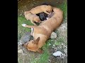 Hungry puppies won’t stop!