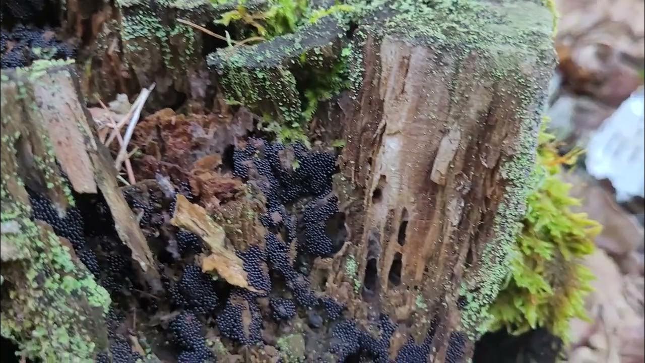 Schwarze Kügelchen YouTube