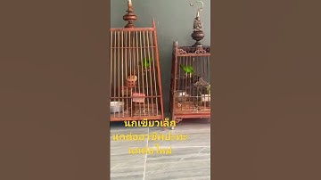นกต่อเขียวเล็ก🥰🤟