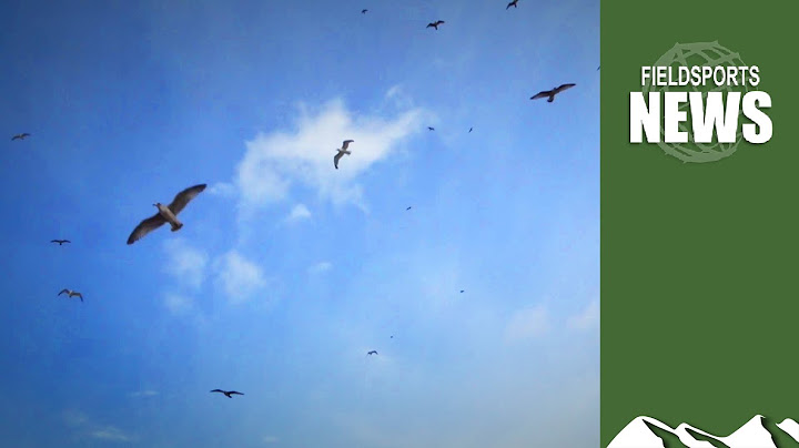 Councils pay to get rid of ‘rare’ seagulls