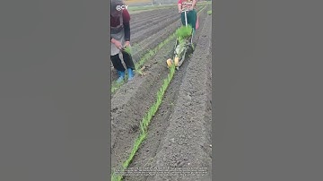 "Precision Planting: Farmer Operates Self-Propelled Onion Transplanter | Agricultural Innovation"