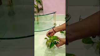 Let's change their water #plants #indoorjungle #indoorplants #plantsdecor #hydroponics #shorts