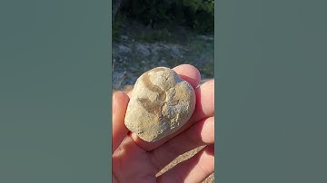 Sea Biscuit Fossil with a Crystal 