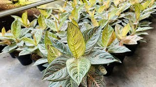 Aglaonema Golden Hope
