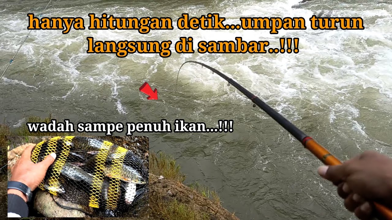 FULL STRIKE!!! FENOMENA MUSIMAN MANCING NILEM BABON!!! di jamin enggak boncos mancing di sini. 