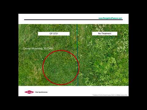 White Clover Tolerance and Forage Response to Applications of GF-3731