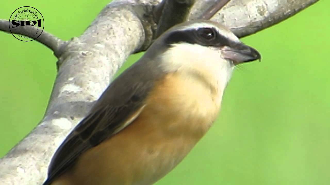 นกอีเสือสีน้ำตาล ( Brown shrike) 
