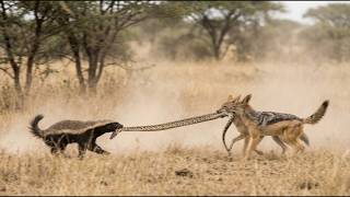 Chacales Intentan Robarle A Un Ratel Y La Cosa Se Pone BRUTAL