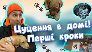 видео: Цуценя в домі! Перші кроки. картинка: Цуценя в домі! Перші кроки.