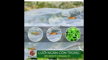 Lưới chắn côn trùng 32 mesh, Nhập khẩu Đài Loan, Bảo hành 5 năm