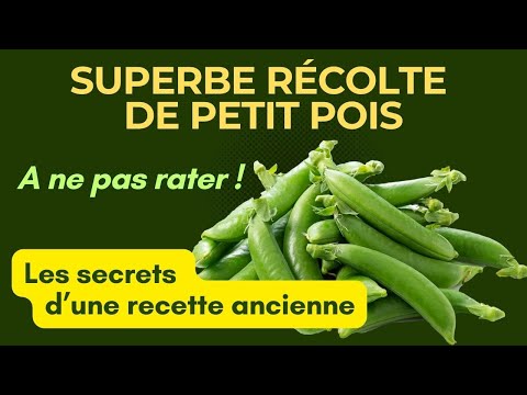 Vidéo: En savoir plus sur la culture des pois sucrés