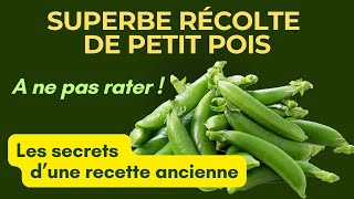 Une réussite: La culture étonnante des petits pois