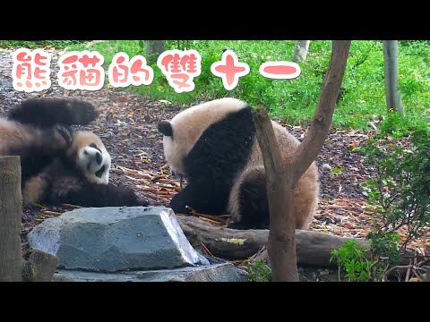 《如果國寶熊貓會說話》第3期 熊貓的雙十一 | iPanda熊貓頻道