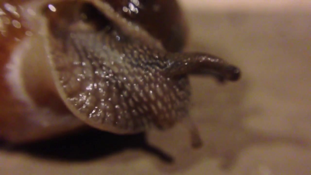 A Snail is Born YouTube