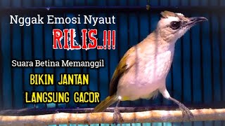 Suara Trucuk Betina Memanggil bikin trucukan jantan langsung gacor