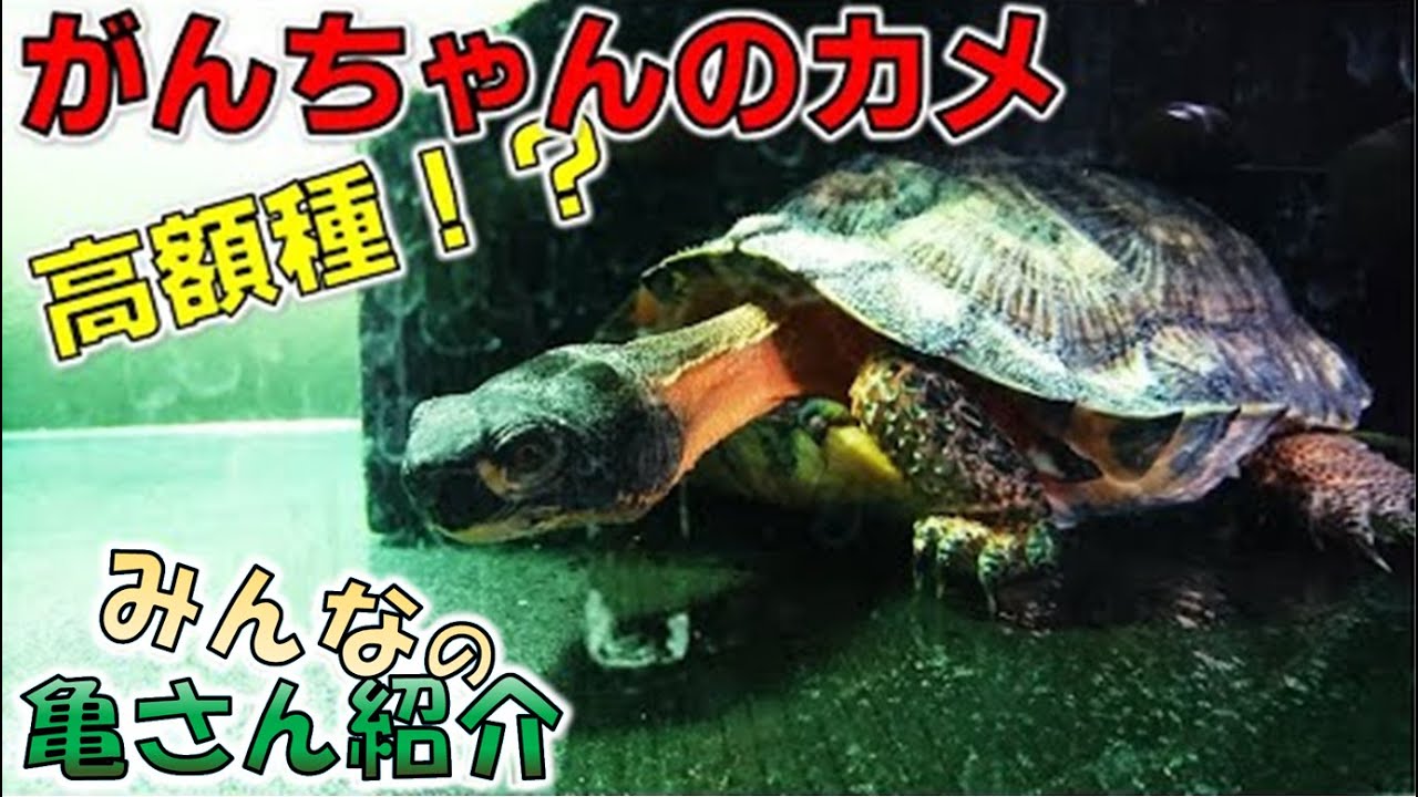 かめさん Everyone's Turtle Introduction #45