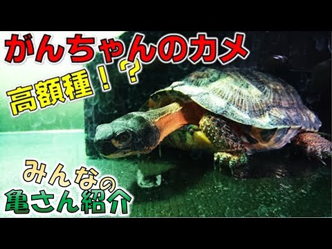 Everyone's Turtle Introduction #45