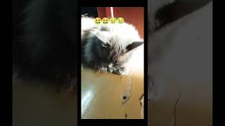 #4789 #cat #fhfh #funny #cute #мемы #catlover #memes #pets #со2