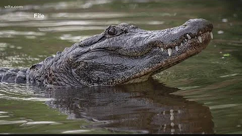 Is it safe to swim in Lake Murray?