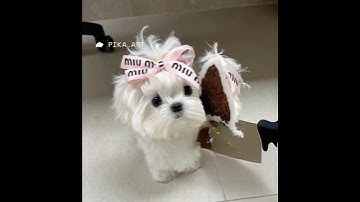 How to do the pika art Ai trend | How to use Pika art Al video effects |cake ify it video #shorts