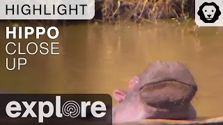 Hippo Close Up at the Mpala Watering Hole - Live Camera Highlight