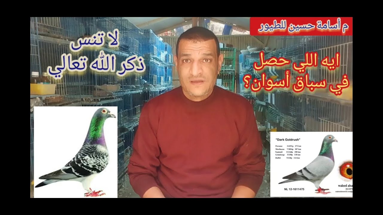 إيه اللي حصل في سباق أسوان للحمام الزاجل....فشل أم خطأ ام نجاح مقنع؟ م اسامة حسين