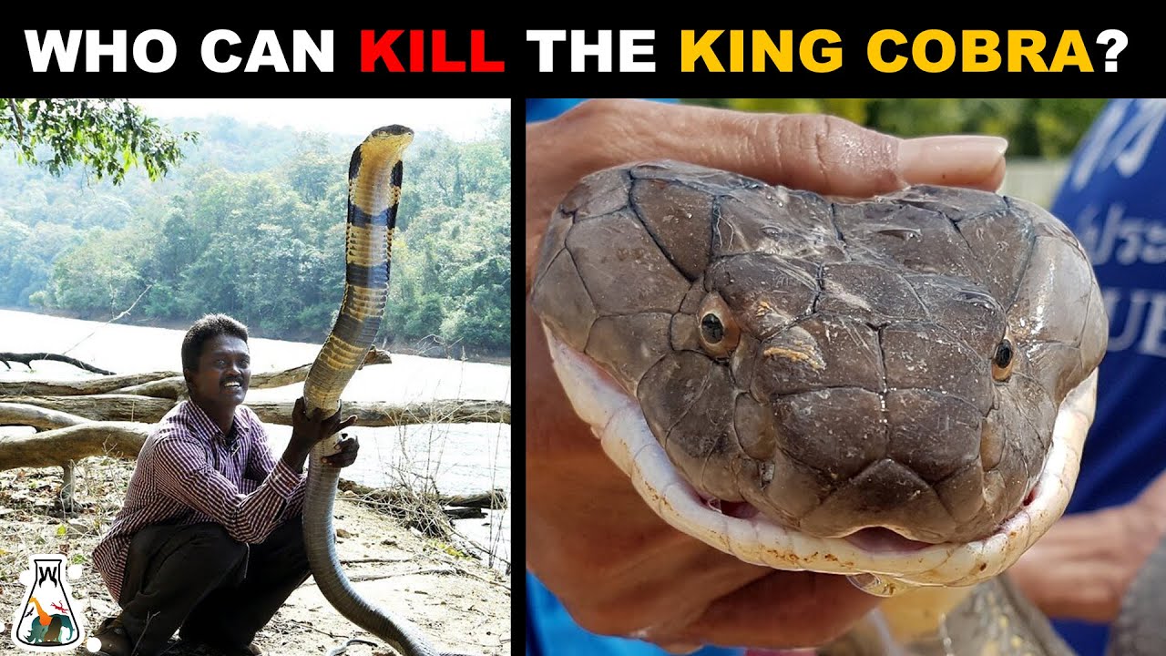 What animal can defeat an anaconda?